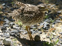 Spotted Thick-knee (Burhinus capensis)