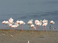 Greater Flamingo (Phoenicopterus roseus)