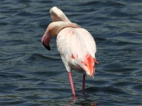 Greater Flamingo (Phoenicopterus roseus)