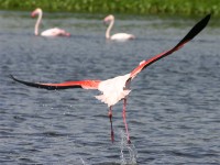 Greater Flamingo (Phoenicopterus roseus)