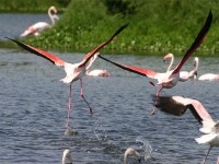 Greater Flamingo (Phoenicopterus roseus)