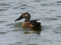 Cape Shoveler (Anas smithii)