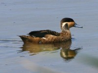 Hottentot Teal (Anas hottentota)