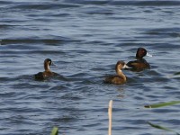 Southern Pochard (Netta erythrophthalma)