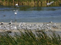 Greater Crested Tern (Thalasseus bergii)