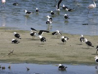 Kelp Gull (Larus dominicanus vetula)