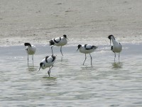 Pied Avocet (Recurvirostra avosetta)