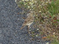 African Pipit (Anthus cinnamomeus)