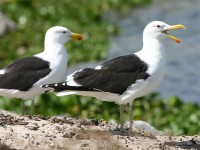 Kelp Gull (Larus dominicanus vetula)