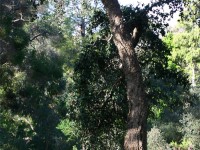 Tokai Arboretum