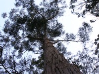 Tokai Arboretum