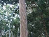 Tokai Arboretum