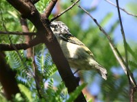 Yellow-fronted Tinkerbird (Pogoniulus chrysoconus)