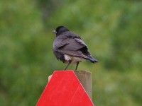 Pied Starling (Lamprotornis bicolor)