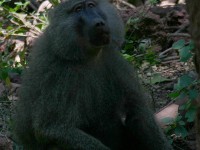 Olive Baboon (Papio anubis)