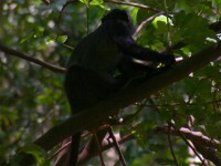 Blue Monkey (Cercopithecus mitis)