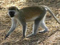 Vervet Monkey (Chlorocebus pygerythrus)