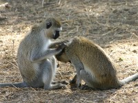 Vervet Monkey (Chlorocebus pygerythrus)