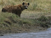 Spotted Hyena (Crocuta crocuta)