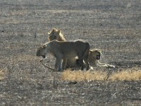 Lion (Panthera leo)