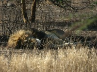 Lion (Panthera leo)