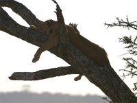 Lion (Panthera leo)