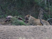 Lion (Panthera leo)