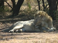 Lion (Panthera leo)