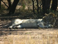 Lion (Panthera leo)