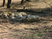 Lion (Panthera leo)