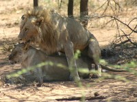 Lion (Panthera leo)