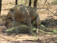 Lion (Panthera leo)