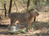 Lion (Panthera leo)