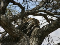 Leopard (Panthera pardus)