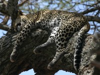 Leopard (Panthera pardus)