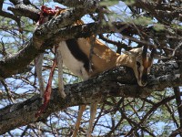 Leopard (Panthera pardus)