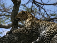 Leopard (Panthera pardus)