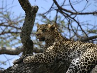 Leopard (Panthera pardus)