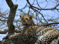 Leopard (Panthera pardus)