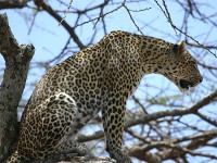 Leopard (Panthera pardus)