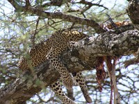 Leopard (Panthera pardus)