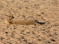 Cheetah (Acinonyx jubatus)