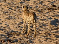 Cheetah (Acinonyx jubatus)