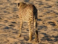 Cheetah (Acinonyx jubatus)