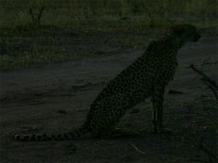 Cheetah (Acinonyx jubatus)