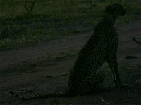 Cheetah (Acinonyx jubatus)