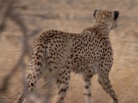 Cheetah (Acinonyx jubatus)