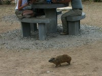 Yellow-spotted Rock Hyrax (Heterohyrax brucei)