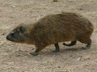 Yellow-spotted Rock Hyrax (Heterohyrax brucei)