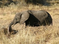 African Bush Elephant (Loxodonta africana)